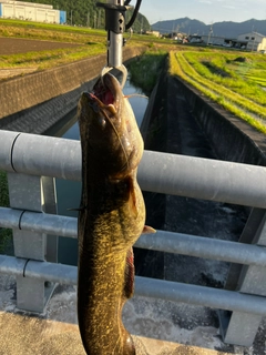 イワトコナマズの釣果