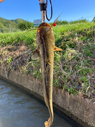 イワトコナマズの釣果