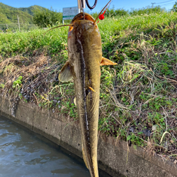 イワトコナマズ