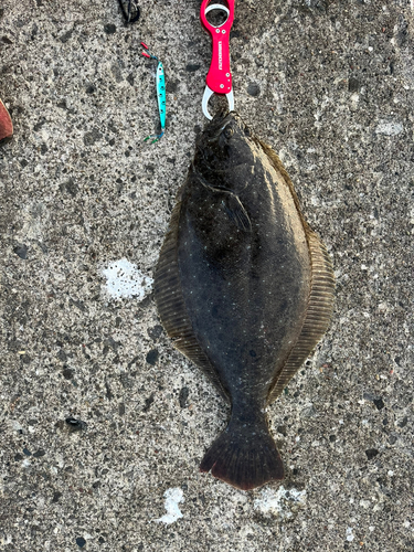 ヒラメの釣果