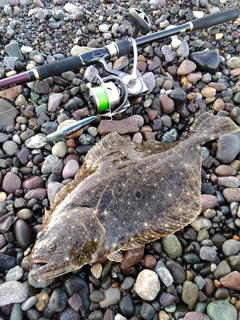 ヒラメの釣果
