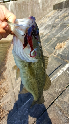 ラージマウスバスの釣果