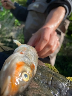 ヤマメの釣果