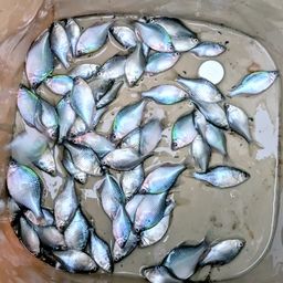 タイリクバラタナゴ