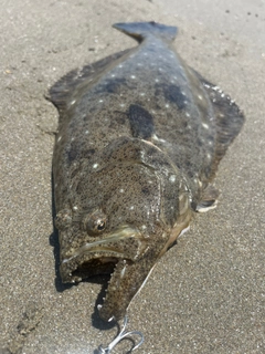 ヒラメの釣果