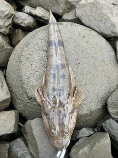 マゴチの釣果