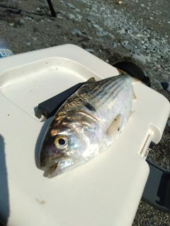 コノシロの釣果