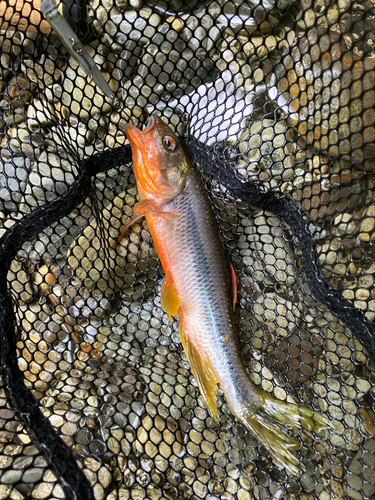 カワムツの釣果