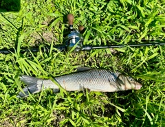 ニゴイの釣果