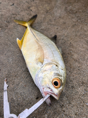 メッキの釣果