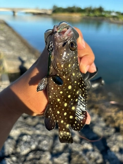 ハクテンハタの釣果