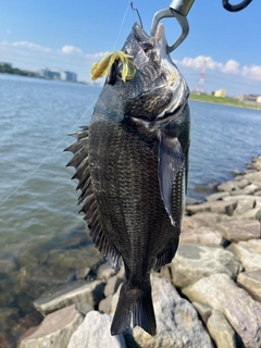 クロダイの釣果