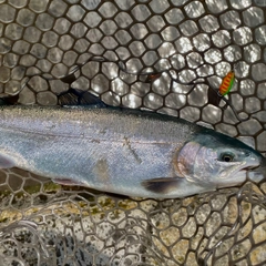 ニジマスの釣果