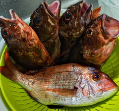 タイの釣果