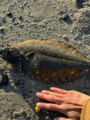 ヒラメの釣果