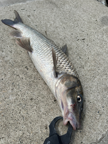 ニゴイの釣果