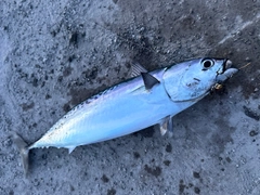 マルソウダの釣果