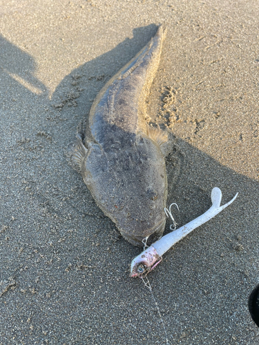 マゴチの釣果