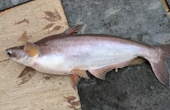 メコンオオナマズの釣果