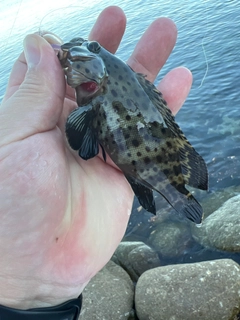 シラヌイハタの釣果