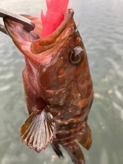 キジハタの釣果