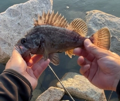 クロソイの釣果