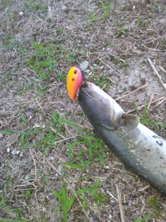 ナマズの釣果