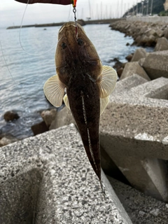 コチの釣果