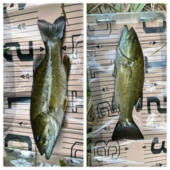 スモールマウスバスの釣果