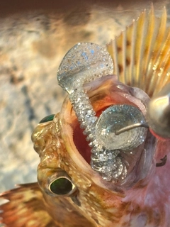 アラカブの釣果