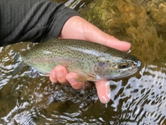 ニジマスの釣果