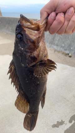 タケノコメバルの釣果