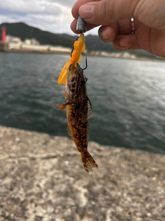 アナハゼの釣果