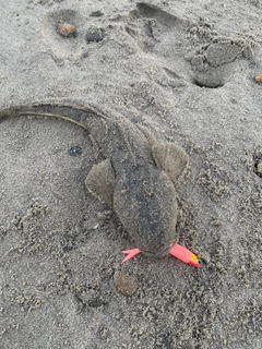 マゴチの釣果