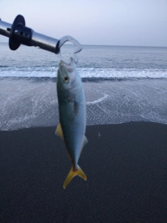 ワカシの釣果