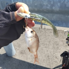 チャリコの釣果