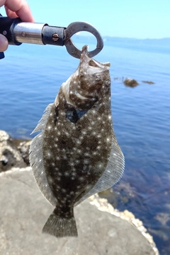 ソゲの釣果