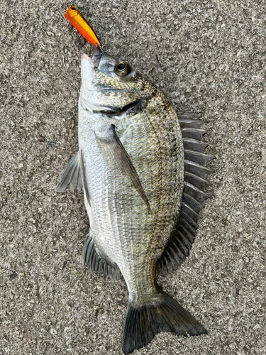 ミナミクロダイの釣果