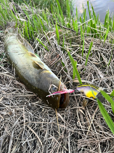 ナマズの釣果