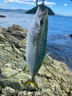 ヤズの釣果