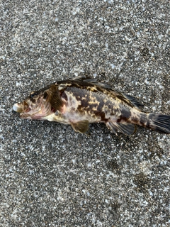 タケノコメバルの釣果