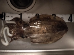 コウイカの釣果