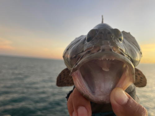 ヒレグロハタの釣果