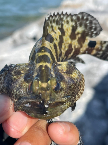 マダラハタの釣果