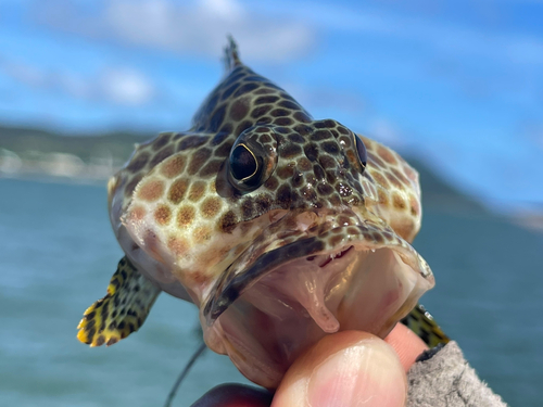 カンモンハタの釣果