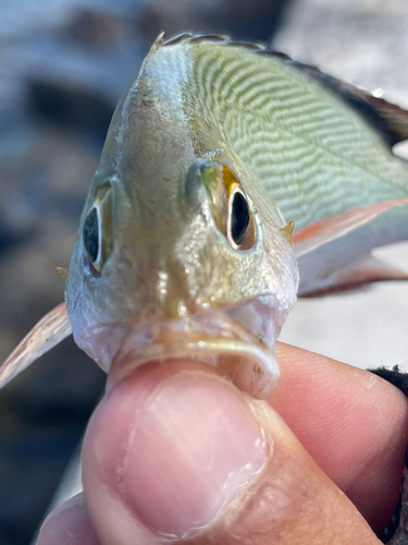 ヒメフエダイの釣果