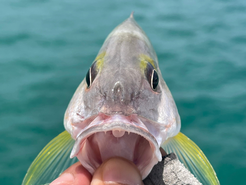 オキフエダイの釣果