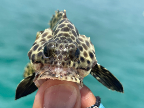 モヨウハタの釣果