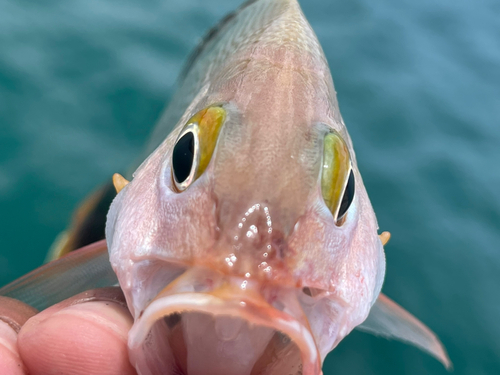 ヒメフエダイの釣果