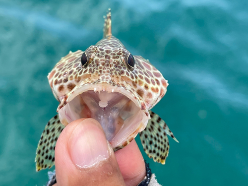 カンモンハタの釣果